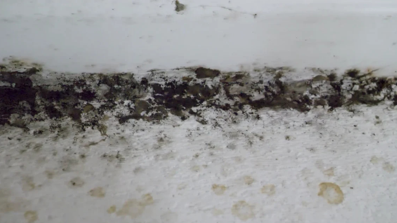 Black mold spreads across a damp wall with visible water stains.